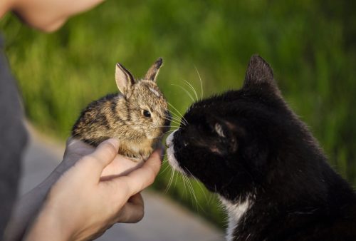 Cat and Rabbit